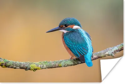 Produktbild von MuchoWow® Poster Vogel - Eisvogel - Tiere - Zweig 180x120 cm - Fotoplakat