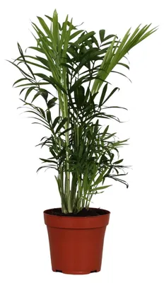 Produktbild von Chamaedorea Elegans - 30-40cm - Ø12cm - Zimmerpflanze - Immergrün