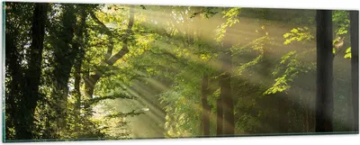 Produktbild von Bilder auf glas - Wald Baum Natur - 90x30cm - Glasbilder - Wandbilder - Kunstdruck - zum Aufhängen bereit - Wanddekoration aus Glas - Glas Bilder - Wandbild auf Glas - Einteilig - GAB90x30-3661