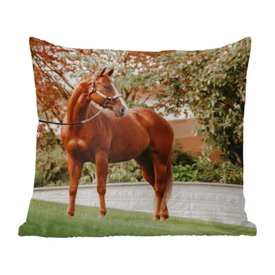 Produktbild von MuchoWow® Zierkissen Sofakissen Wohnzimmer Dekokissen 60x60 cm Pferd - Baum - Halfter - Sitzfläche - Foto Polster
