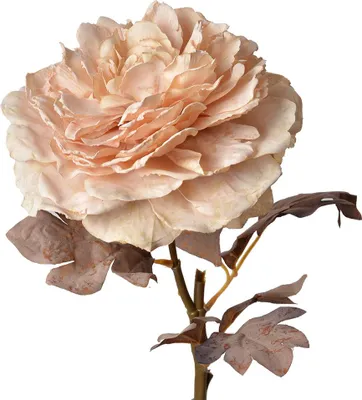 Immagine prodotto di Fiore artificiale Clayre & Eef Rosa 60 cm plastica rosa