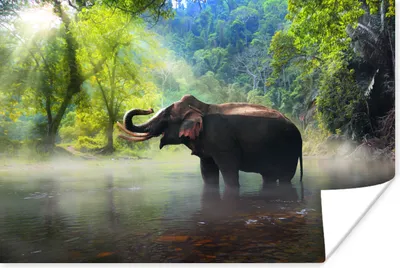 Produktbild von MuchoWow® Poster Elefant - Wasser - Natur 90x60 cm - Schlafzimmer