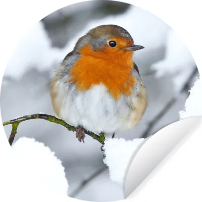 Produktbild von MuchoWow® Runde Wandtattoo - Wandsticker Tapete Aufkleber Rotkehlchen - Schnee - Winter Ø 50 cm Selbstklebend und Repositionierbar - Wandaufkleber - Kreis - Wand Kreis - Wand Bild - Foto Tapete - Selbstklebende - Wohnzimmerdekoration - Wand Dekoration - Kinderzimmer