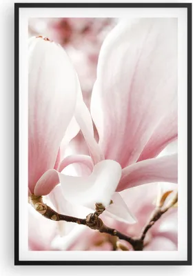 Produktbild von Gerahmtes Poster - Schwarzer Rahmen - Zweig Magnolie Blume - 61x91,5 cm - Wand Bild - Wanddeko - Wandbilder - Kunstposter - Wandposter - Bilderrahmen - Bilder - Kunstdruck - P2BPA61x91-4538