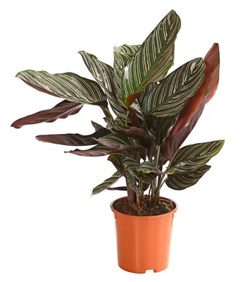 Produktbild von Dehner Korbmarante, Calathea ornata, luftreinigende Wirkung, ca. 45-55 cm inkl. Pflanztopf, Ø Topf 14 cm, Zimmerpflanze