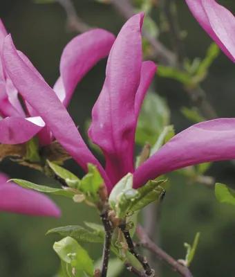 Immagine prodotto di Magnolia Susan 2L