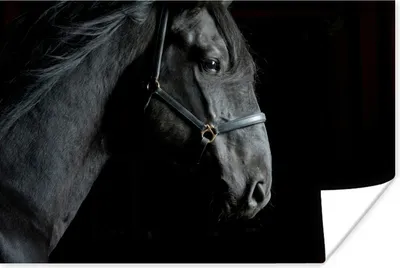 Produktbild von MuchoWow® Poster Pferd - Schwarz - Halfter 120x80 cm - Bilder