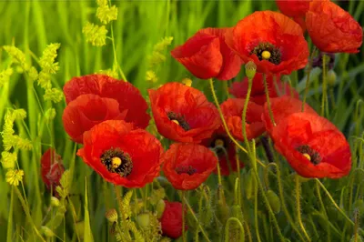 Produktbild von 15000 Samen Klatschmohn Papaver rhoeas Blumenwiese Bienen Wiese