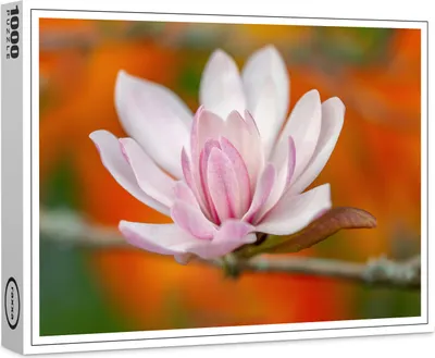 Produktbild von raxxa Premium-Puzzle "Magnolienkopf", 1000 Teile