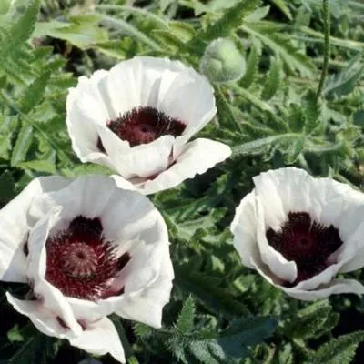 Produktbild von 6 x  Papaver or. 'Perry's White' - Mohn - Topf 9 x 9 cm
