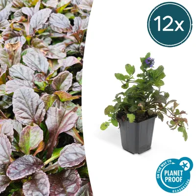 Produktbild von Bodendecker - Kriechender Günsel - Ajuga reptans - 9cm Topf - Set mit 12 Pflanzen