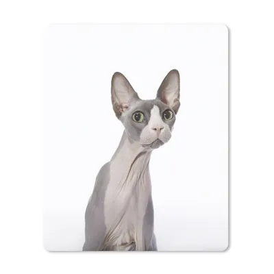 Produktbild von MuchoWow® Mauspad Mousepad Überrascht Sphynx auf einem weißen Hintergrund 30x40 cm - Mousepads - Maus Mat - Pad - Mausunterlage - Mausmatten