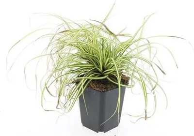 Image de Herbe d'or - Laiche d'or - Carex oshimensis 'Evergold' - Pot de 9cm - Set de 6 plantes