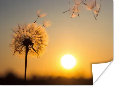 Produktbild von MuchoWow® Poster Löwenzahn - Sonne - Sonnenuntergang 40x30 cm - Plakate für die Wände - Poster Wohnzimmer