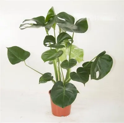 Produktbild von Monstera delicosa 50 cm - Köstliche Fensterblatt - Zimmerpflanze - bessere Raumluft - Grünpflanze