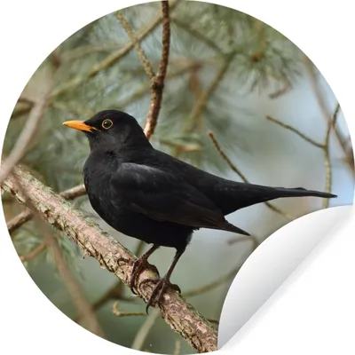 Produktbild von MuchoWow® Runde Wandtattoo - Wandsticker Tapete Aufkleber Vogel - Amsel - Zweige - Tiere Ø 30 cm Selbstklebend und Repositionierbar - Wandaufkleber - Kreis - Wandbild - Fototapete - Selbstklebend - Dekoration - Wandschmuck - Schlafzimmer