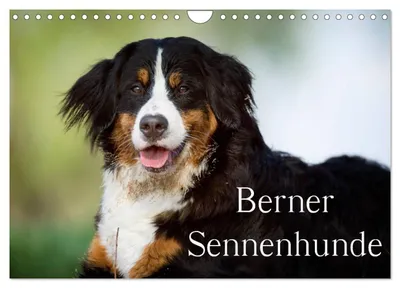 Produktbild von Berner Sennenhunde (Wandkalender 2027 DIN A4 quer), CALVENDO Monatskalender