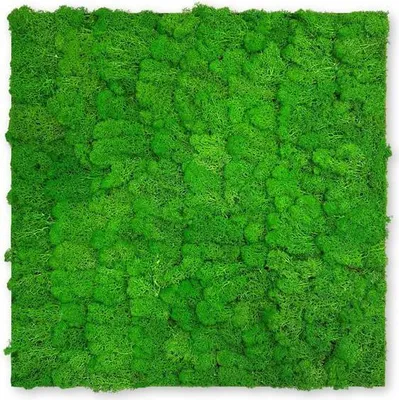 Produktbild von JANGAL Modular Wall Akustik 3D Paneele  520 x 520 mm Rich Green Moos Moos Pflanzenwand Paneele Echtmoos