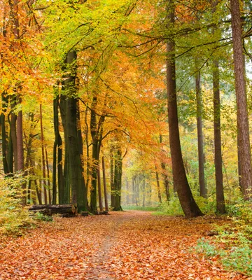 Produktbild von Fototapete - Autumn Forest 225x250cm - Vliestapete