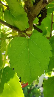 Image de Morus alba / Mûrier blanc