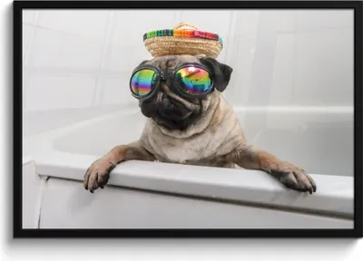 Produktbild von MuchoWow® MuchoWow® Gerahmtes Poster Mops mit Sonnenbrille in der Badewanne 90x60 cm - Poster mit zchwarzem Bilderrahmen - Fotorahmen - Foto-Plakat