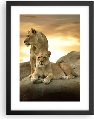 Produktbild von Gerahmtes Poster - Schwarzer Rahmen - Löwen Sonnenuntergang Felsen Krallen - 30x40 cm - Wand Bild - Wanddeko - Wandbilder - Wandposter - Bilderrahmen - Bilder - Kunstdruck - Wandbild - P2BPA30x40-2958