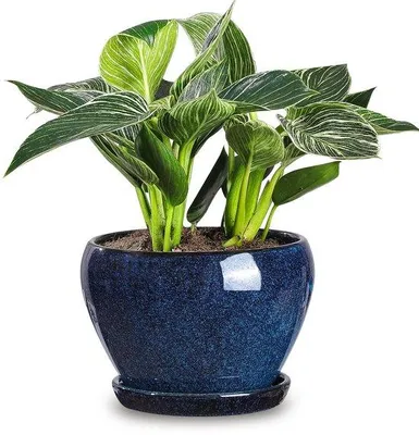Obrázek produktu pro Keramický květináč Unyqoos® s drenážním otvorem a podmiskou, průměr 16,5 cm x výška 11,2 cm – květináč pro sukulenty, orchideje, bylinky a kaktusy (podmiska průměr 12,4 cm)