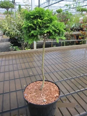 Produktbild von Chamaecyparis pisifera Golden Pincushion - Scheinzypresse - Stamm 30 cm