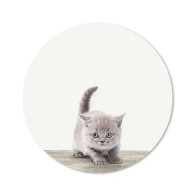 Produktbild von MuchoWow® Mauspad Mousepad Kätzchen - Katze - Haustiere - Jungen - Kinder - Mädchen 30x30 cm - Mousepads - Maus Mat - Pad - Mausunterlage - Tischunterlage - Schreibtischmatten