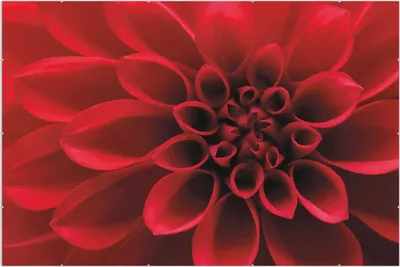 Produktbild von Wallario Wandbild Rote Dahlienblüte in Nahaufnahme, Größe: 61 x 91,5 cm, Poster mit rahmenlosen Bildhalter
