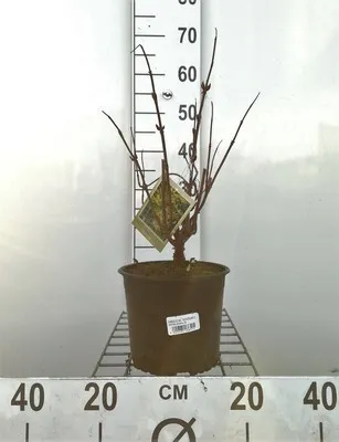 Obrázek produktu pro Sambucus rac. 'Sutherland Gold' - Bez 40- 50 cm - Kontejnerový
