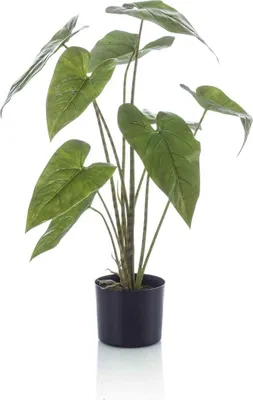 Produktbild von artplants.de Unechte Alocasia Zebrina LEFKA mit Wurzeln, grün, 75cm - Kunstpflanze