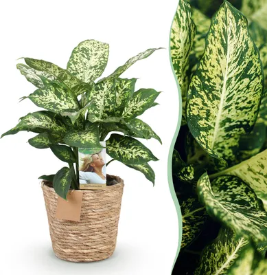 Image de Green boutiQ - Plantes d'intérieur - Dieffenbachia Compacta - Dieffenbachia - Peu d'entretien - avec panier - Panaché - 1 Plante - Pot 17cm - Hauteur 45-50cm