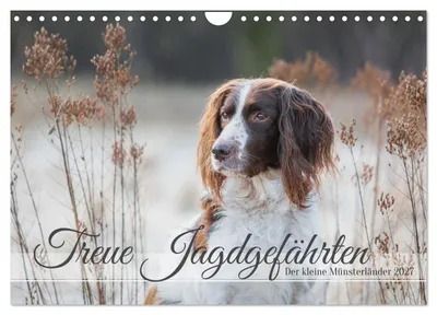 Produktbild von Kalender 2027 · Britische Version · Treue Jagdgefährten: Der Kleine Münsterländer (Wandkalender 2027, 12" × 8" Querformat), CALVENDO 12-Monats-Wandkalender