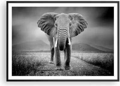 Produktbild von Gerahmtes Poster - Schwarzer Rahmen - Elefant Wildnis Natur - 100x70 cm - Wand Bild - Wanddeko - Wandbilder - Kunstposter - Wandposter - Bilderrahmen - Bilder - Kunstdruck - P2BAA100x70-4966