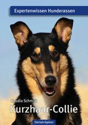 Image de Kurzhaar-Collie