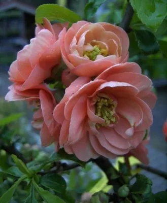 Produktbild von Chaenomeles Cameo - Japanische Quitte Cameo - 40-60 cm