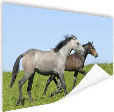 Produktbild von MuchoWow® Poster Pferde - Tiere - Gras 120x80 cm - Bilder