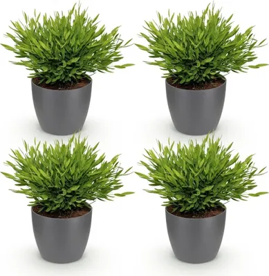 Productafbeelding van bamboe Pogonatherum Monica kamerplant 4er set met grijsem pot Ø12cm hoogte 20cm