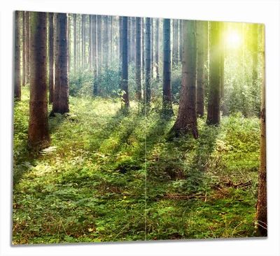 Produktbild von Wallario Herdabdeckplatte aus Glas, Größe 60 x 52 cm 2-teilig, Motiv Sonnenuntergang im Wald zwischen den Bäumen
