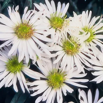 Produktbild von Wildaster Aster ageratoides 'Ashvi' 10-25cm Ø9cm 6 Pflanzen Weiße Herbstblüte