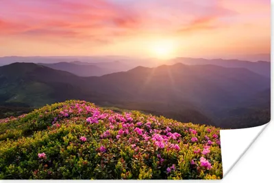 Produktbild von MuchoWow® Poster Blumen - Berg - Sonnenuntergang - Landschaft 90x60 cm - Schlafzimmer