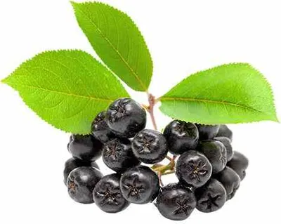 Obrázek produktu pro Jabloň - Aronia prunifolia 'Viking' 30-35 cm