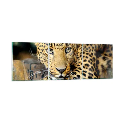 Produktbild von Bilder auf glas - Tiere gefährlich wilde katze - 90x30cm - Glasbilder - Wandbilder - Kunstdruck - zum Aufhängen bereit - Wanddekoration aus Glas - Glas Bilder - Wandbild auf Glas - GCA90x30-2702