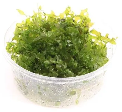 Productafbeelding van Moerings Lomariopsis Lineata | In vitro Cup