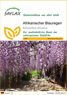 Produktbild von SAFLAX - Afrikanischer Blauregen - Bolusanthus africanus - 15 Samen