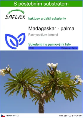 Obrázek produktu pro SAFLAX - Madagaskar - palma - Pachypodium lamerei - 10 Semena - S pěstebním substrátem bez klíčků