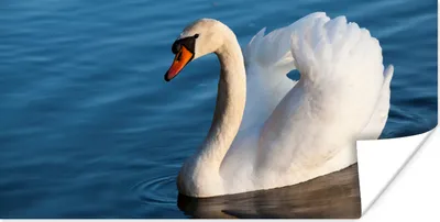 Produktbild von MuchoWow® Poster Schwan - Wasser - Vogel - Weiß 40x20 cm - Poster für die Wand - Poster Schlafzimmer