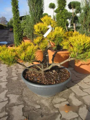 Produktbild von Pinus mugo Carstens Wintergold Bonsai - Bergkiefer Carstens Wintergold Bonsai
