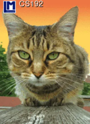 Produktbild von 3 D Ansichtskarte Katze Tiere Haustiere Postkarte Wackelkarte Hologrammkarte Katzen